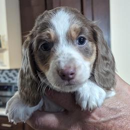 Boy 2 - Piebald Dachshund puppy in Homosassa, Florida from Foxies Doxies