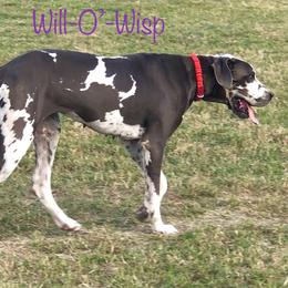 Willow - Great Dane