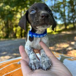 Charlie Brown - Liver and white male German Shorthaired Pointer puppy in Dugspur, Virginia from Pilgrims Trails Shorthairs