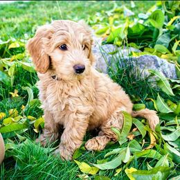 Bernedoodle and Goldendoodle Puppies from Natural Goldendoodle and Bernedoodle