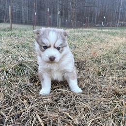 Red - Red and white male Siberian Husky puppy in Jonesborough, Tennessee from Dry Creek Siberians