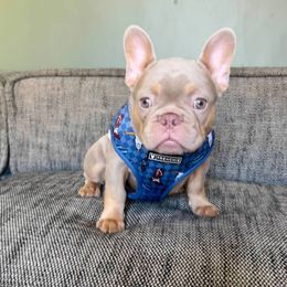 Boy 1 - Tricolors male French Bulldog puppy in Woodhaven, Michigan from Maldonado Frenchies