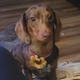 Gypsi - Dachshund