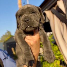 Leopardo - Gray male Cane Corso puppy in Las Vegas, Nevada from LV3M Cane Corso