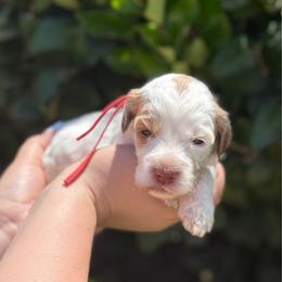 Red collar - Tri-color female Australian Labradoodle puppy in Fontana, California from Grammy's Puppy Love doodles and poodles
