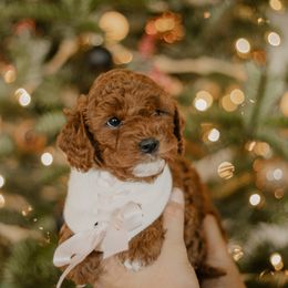 Goldendoodle and Sheepadoodle Puppies from Dooling Doodles