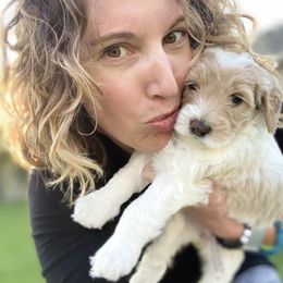 Goldendoodle Puppies from Mumzee Doodles