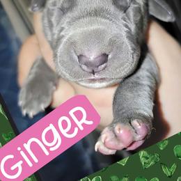 Ginger - Blue female Great Dane puppy in Wellsville, New York from Prophecy Danes
