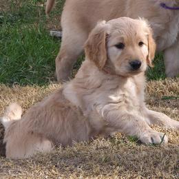 Lacey - Apricot female Goldendoodle puppy in Mullin, Texas from Grosenbacher Goldendoodles