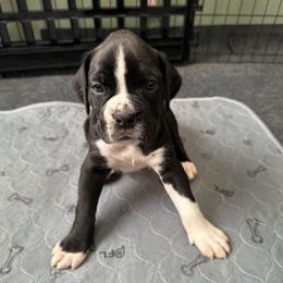 Boy 2 - White male Boxer puppy in Lakeland, Florida from Cote's Boxers
