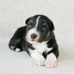 Filly - Black tri-color female Australian Shepherd puppy in Aberdeen, North Carolina from Huckleberry Hill Aussies LLC.