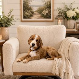 Murphy - Goldendoodle
