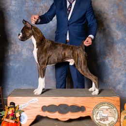Boxers, French Bulldogs, and Tibetan Mastiffs from Hi Stand Boxers, Frenchies, & Tibetan Mastiffs