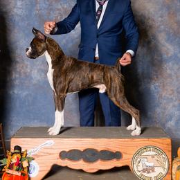 Boxers, French Bulldogs, and Tibetan Mastiffs from Hi Stand Boxers, Frenchies, & Tibetan Mastiffs