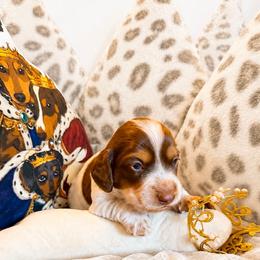 Cocoa - Piebald male Dachshund puppy in Benwood, West Virginia from Royal Roads Miniature Dachshunds