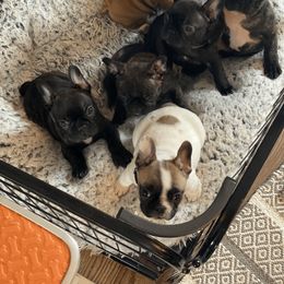 French Bulldog Puppies from Smileys French bulldogs