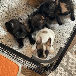 French Bulldog Puppies from Smileys French bulldogs