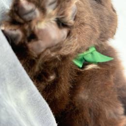 Cain OFA - Brown male Newfoundland puppy in Falmouth, Michigan from Dyer Lake Newfoundland’s