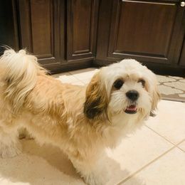 Lhasa Apso All Grown Up from Bella Donna Lhasa Apso's