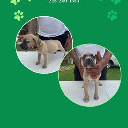 Girl 1 - Fawn Cane Corso puppy in Laplace, Louisiana from BFM Cane Corso’s