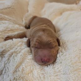Willow - Red  female Goldendoodle puppy in Gunnison, Utah from Curls and Camo Pups