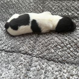 Boy 1 - Piebald male Dachshund puppy in Martinsville, Virginia from Rea's Doxies