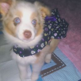Australian Shepherd and Toy Australian Shepherd Puppies from Aussies n Kentucky