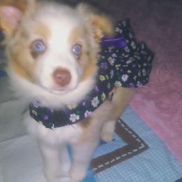 Australian Shepherd and Toy Australian Shepherd Puppies from Aussies n Kentucky