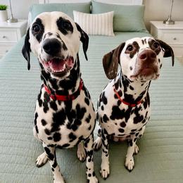 Boy 6 - White and black male Dalmatian puppy in Richmond, Virginia from Darrfield