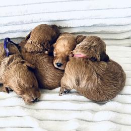Cavalier King Charles Spaniel, Cavapoo, Havanese, Havapoo, and Poodle Puppies from West Cobb Dogs