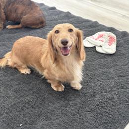 Sunny - Dachshund