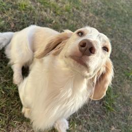 Chance - Dachshund