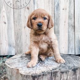 Scout - light blue - Dark golden male Golden Retriever puppy in Greeneville, Tennessee from Cultivate Farm