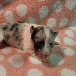 Liberty - Blue merle white and tan female Shetland Sheepdog puppy in Wapello, Iowa from Willow Rayne shelties and more