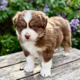 Red-Tri Boy 1 - Red tri-color male Australian Shepherd puppy in Wauneta, Nebraska from 4H Aussies