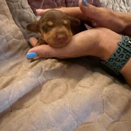 Doody - Chocolate and tan male Dachshund puppy in Taylor, Michigan from Meg’s Mini Doxies