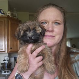 Klohe - Red sable female Havanese puppy in Melba, Idaho from Lawson Havanese