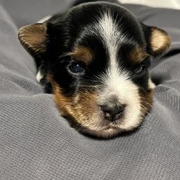 Biewer Terrier Puppies from Dunes Pups
