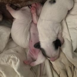 Dachshund puppies from Dirt Road Dachshunds of South Georgia