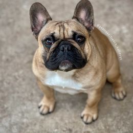 Honey - French Bulldog