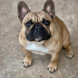 Honey - French Bulldog