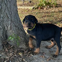Yellow - Black and rust female Doberman Pinscher puppy in Lynn, Michigan from Creekside Dobermans