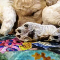 Poodle Puppies from Bellissimo Standard Poodles