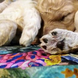 Poodle Puppies from Bellissimo Standard Poodles