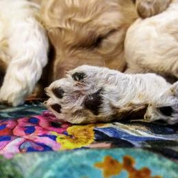 Poodle Puppies from Bellissimo Standard Poodles
