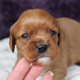 AKC Prim - Ruby female Cavalier King Charles Spaniel puppy in Albany, Indiana from Hatz Off Puppies