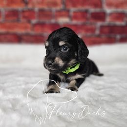 OS1-4 - Black and cream male Dachshund puppy in Martin City, Montana from FleuryDachs