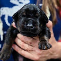 Female 1 - Black and rust female Doberman Pinscher puppy in China Township, Michigan from Snell's Superior Kennel Dobermann & GSP