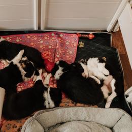 Old Time Scotch Collie Puppies from The Fiddlesticks Farm