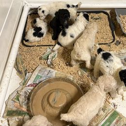 Baby - Cream female Poodle puppy in Ormond Beach, Florida from Shooting Star Standard Poodles